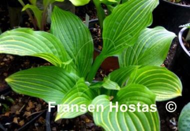 Hosta Mito-no-hana