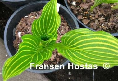 Hosta Mito-no-hana