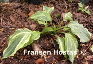 Hosta Modern Dance