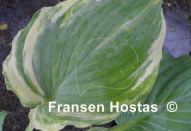 Hosta Modern Dance