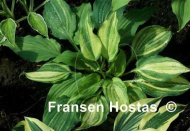 Hosta Modern Dance