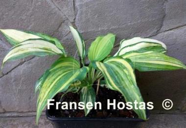 Hosta Modern Dance