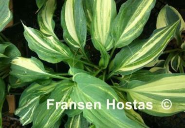 Hosta Modern Dance