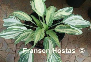 Hosta Modern Dance