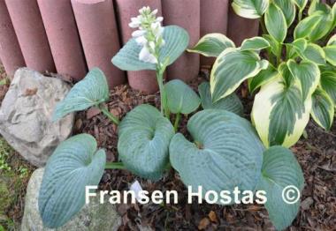 Hosta Mohegan