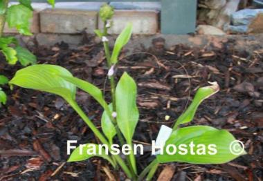 Hosta Mohrchen