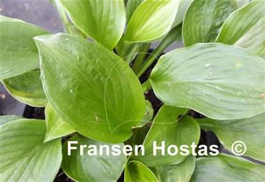 Hosta Mohrchen