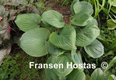 Hosta Mojito