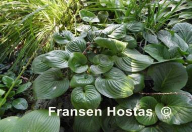 Hosta Mojito