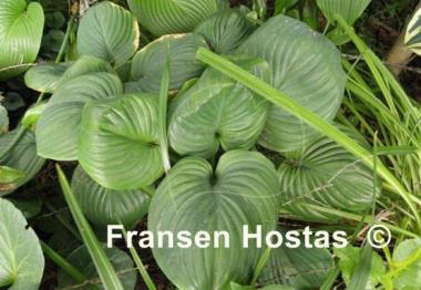 Hosta Mojito