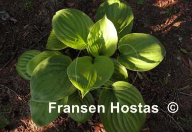 Hosta Mojito
