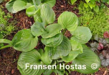 Hosta Mojito