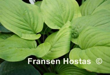 Hosta Mojito