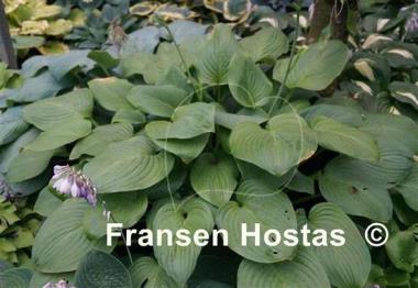 Hosta Mojito