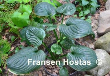 Hosta Mojito