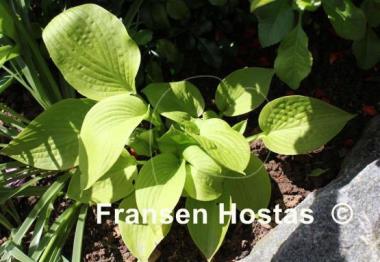 Hosta Monica's Golden Crinkles