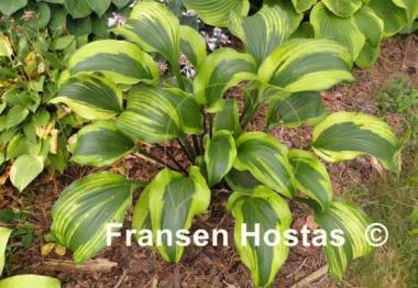 Hosta Monkey Business