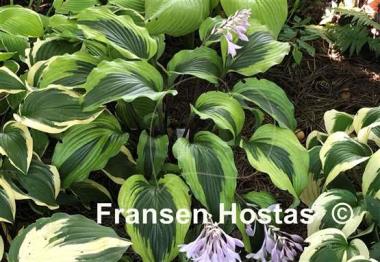 Hosta Monkey Business - Fransen Hostas