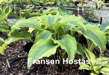 Hosta Monkey Business - Fransen Hostas