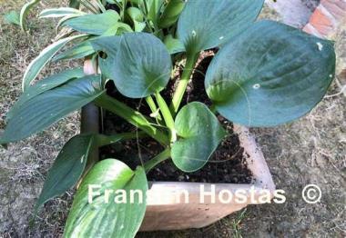 Hosta Monster Ears - Fransen Hostas