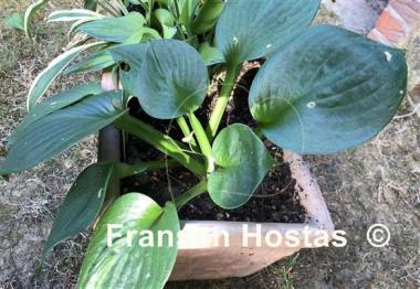 Hosta Monster Ears