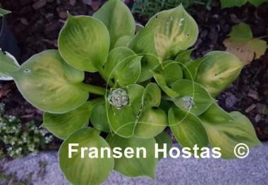 Hosta Monster Ears