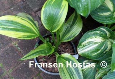 Hosta Montana Moonshine
