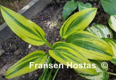 Hosta Montana Moonshine