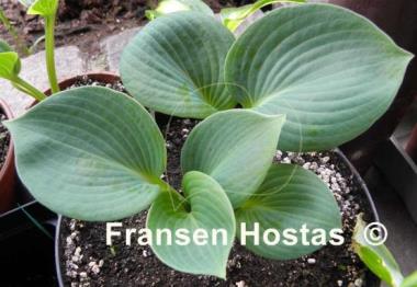 Hosta Mood Indigo