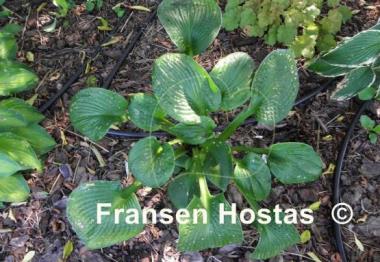 Hosta Mood Indigo