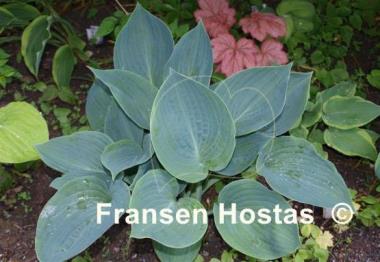 Hosta Moody Blues