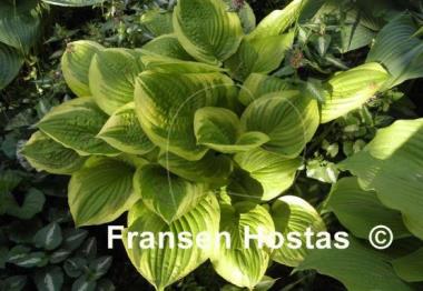 Hosta Moon Dance