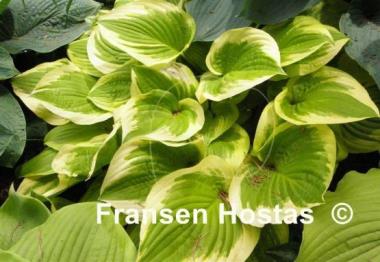 Hosta Moon Dance