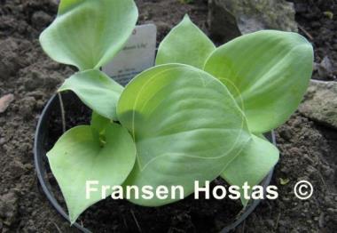 Hosta Moon Lily