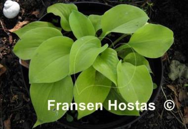 Hosta Moon Lily