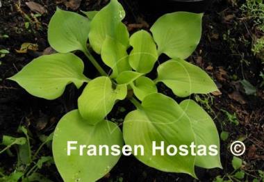 Hosta Moon Lily