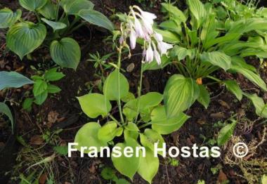 Hosta Moon Lily