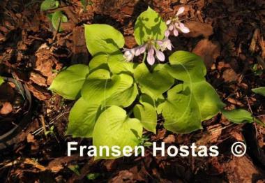 Hosta Moon Lily
