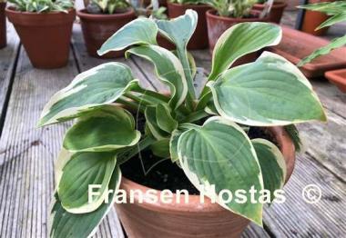 Hosta Moon River