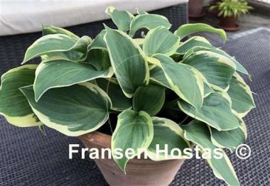 Hosta Moon River