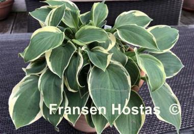 Hosta Moon River