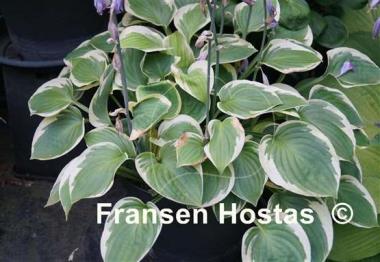 Hosta Moon River