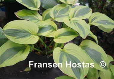 Hosta Moon Split