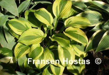Hosta Moon Split