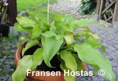 Hosta Moon Waves