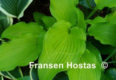 Hosta Moon Waves
