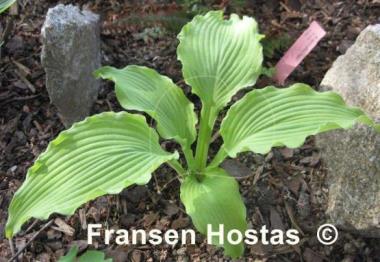 Hosta Moon Waves
