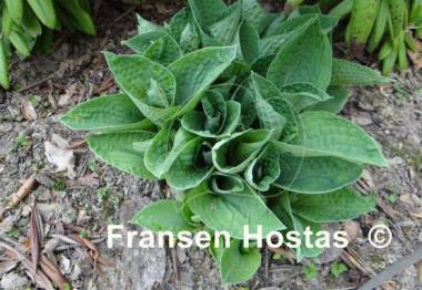 Hosta Moongate Flying Saucer
