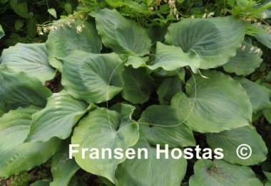 Hosta Moonlight Mirage