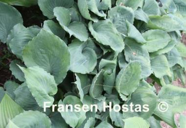 Hosta Moonlight Mirage